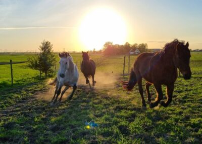 Hästar som galopperar i solnedgång.